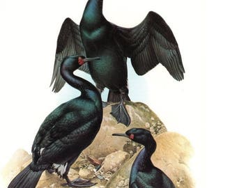 50% Off Estate Sale Vintage Bairds Cormorant 1970s Frameable Picture, West Coast 2 Plate 4, Wall Art Bird Print Watercolor by J.F. Lansdown