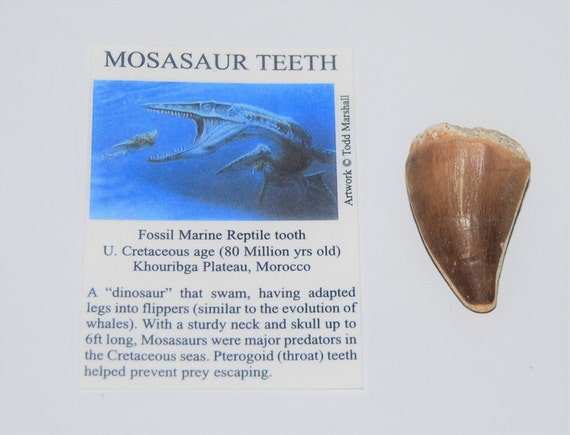 mosasaur tooth price