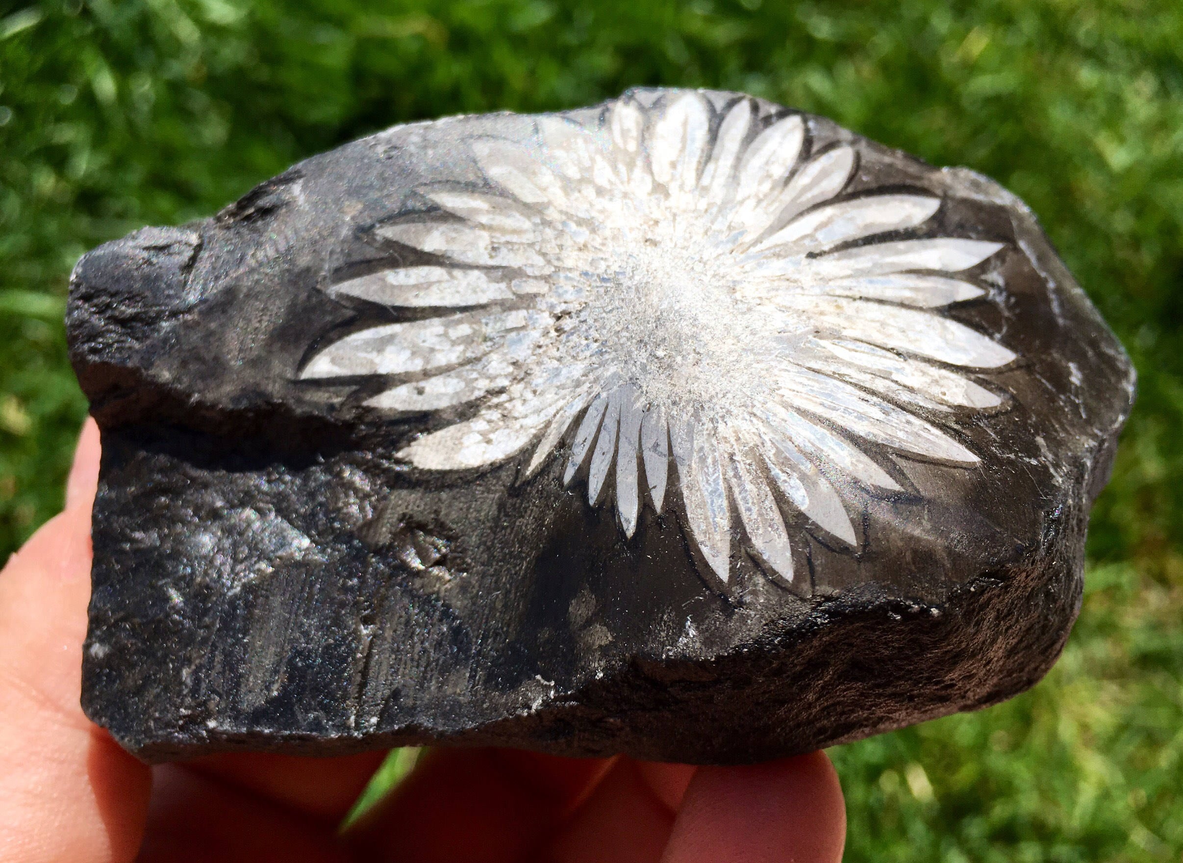 Raw Chrysanthemum Stone Chrysanthemum rock Chrysanthemum