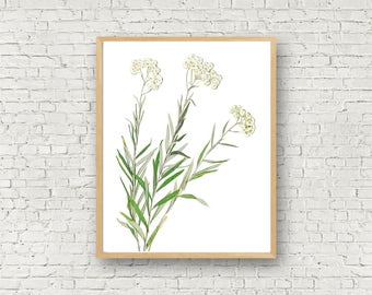 Pearly Everlasting - Herbarium Art Print - Real Pressed Flower Print - Rocky Mountain Wildflower - 11X14 White Flower Print - 8X10 - Nature