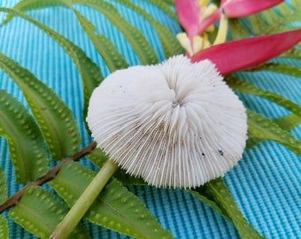 Plate Coral | Natural Bleached Coral | White Coral | Sea Decoration | Beach Decor | Bungalow Decor