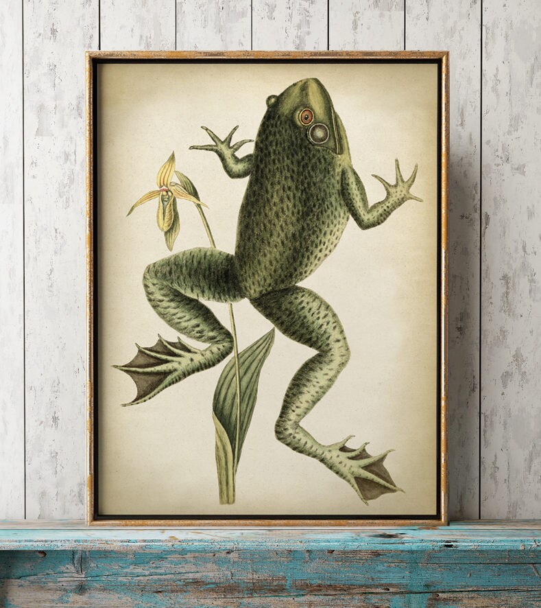 FROG Print Green Frog Poster Amphibian Poster frog