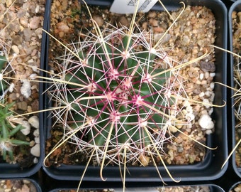 Ferocactus hamatacanthus - Turk's Head Cactus