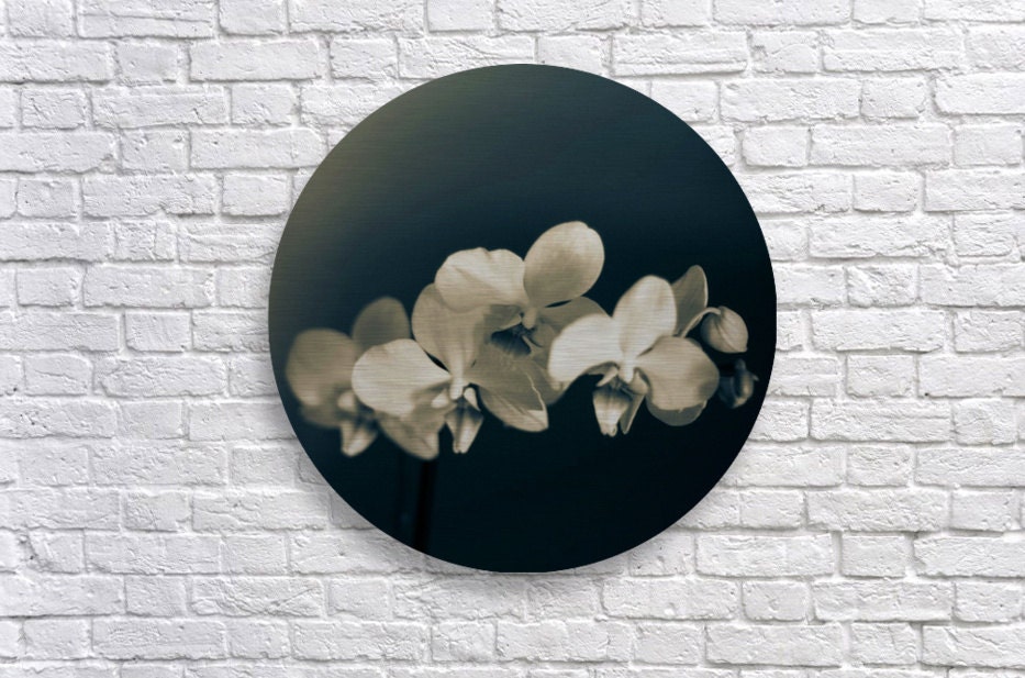 Orchids Metal Print Brushed Aluminum 10x10 Round print