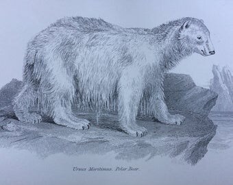 1891 Polar Bear Original Antique Steel Engraving - Wildlife Decor - Home Decor - Ursus Maritimus - Bear - Animal Print - Mammal