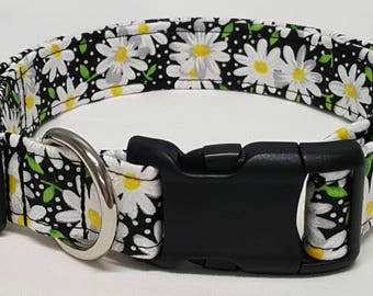 dog collar, black daisy, daisy, daisies, daisy dog collar, daisy collar, female dog collar, female collar