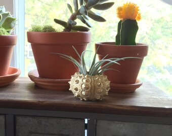 gold sea urchin shell with live air plant inside