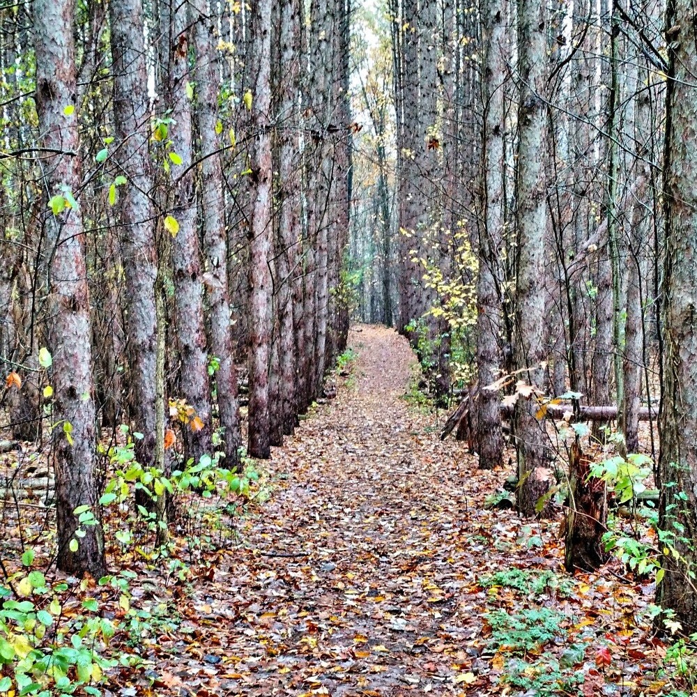 Pine Tree Photography Pine Tree Print Forest Trail Autumn