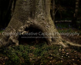 Newborn Digital backdrop / background / woods / Spring/ summer / tree