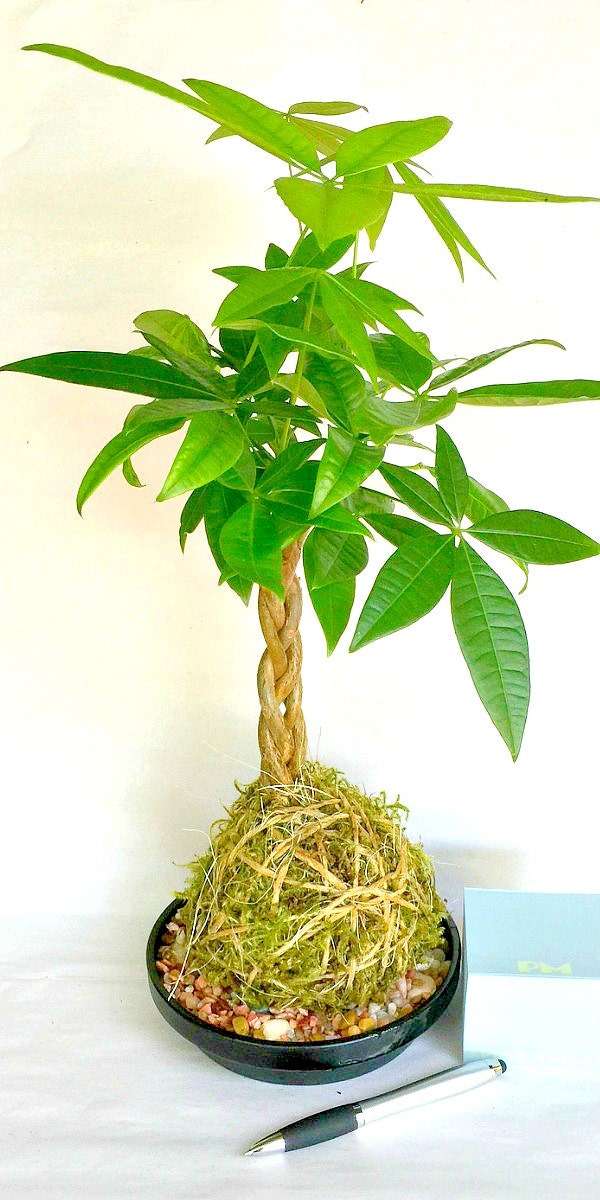 Kokadama Chinese Money Tree Plant A Japanese Bonsai Gift