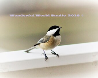 Black-capped chickadee