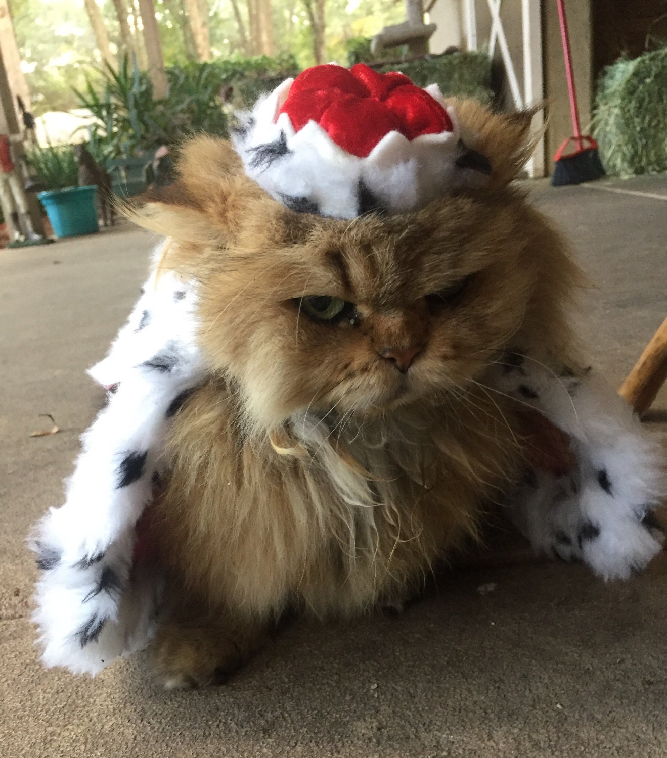His Majesty Persian Beauty