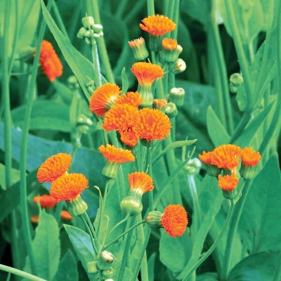 Tassel Flower Irish Poet Seeds / Emilia javanica