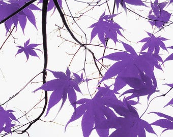 Botanical Bliss - Fine Art Photography
