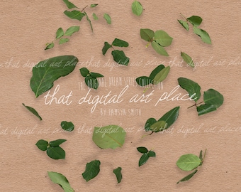 Green Leaf PNGs / Rose Leaf Overlay / Summer Overlay/ Digital Leaves