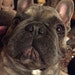 Frenchie Mom