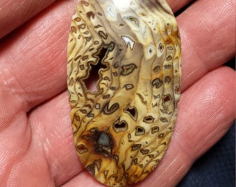 High Grade Rare Hells Canyon Petrified Wood Cabochon