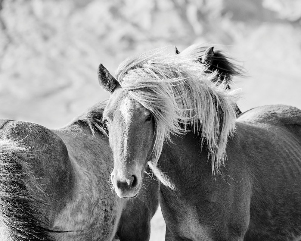 Black and White Horse Photograph Icelandic Horses