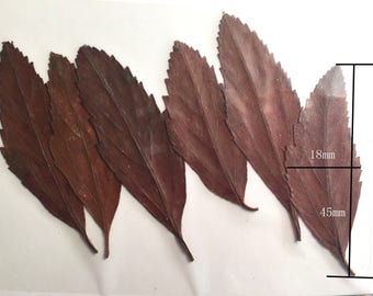 1 Pack (6 stems) Pressed Real Dry Guava Leaf