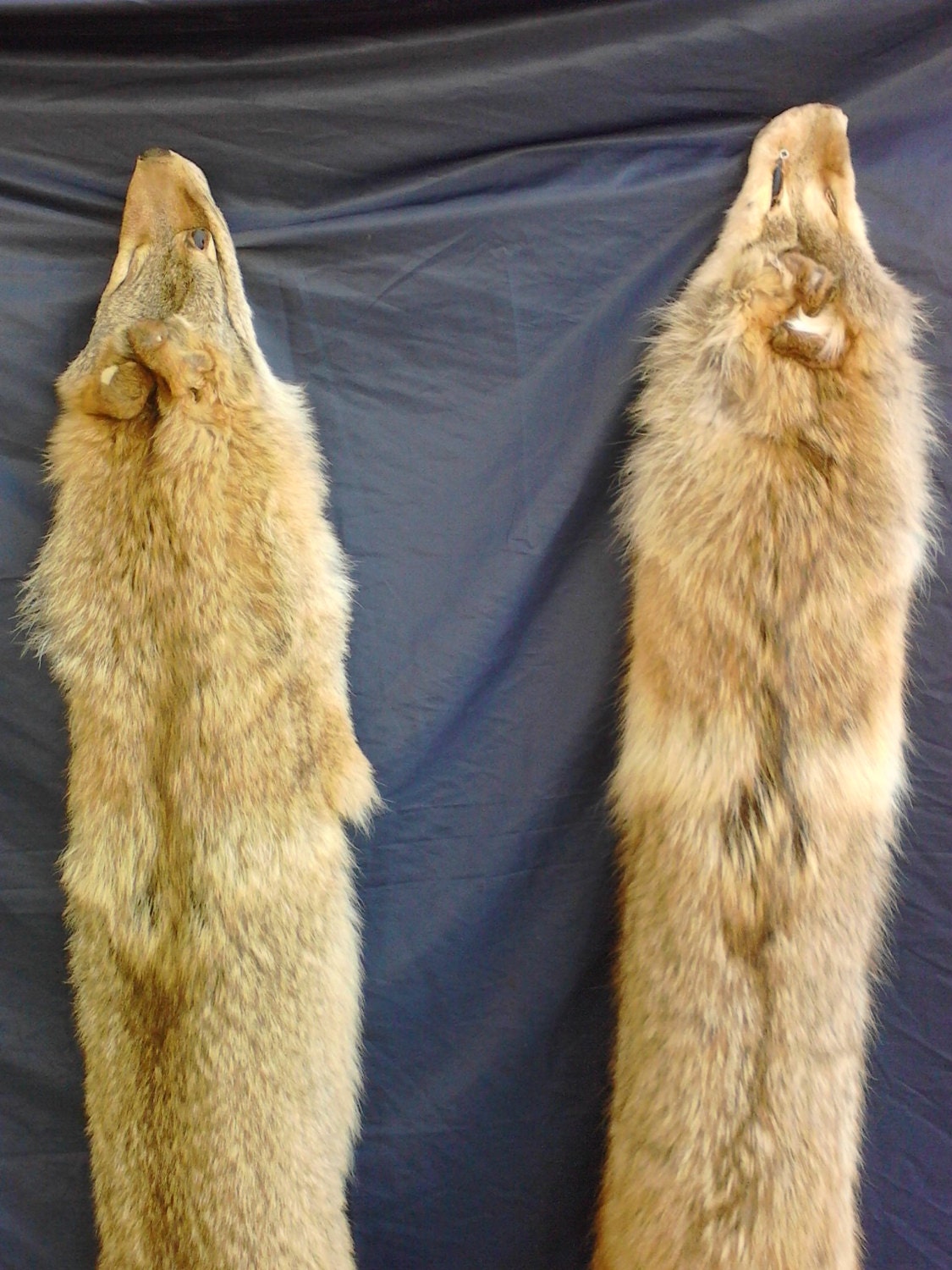 1 Real tanned Red Coyote fur hide pelt real animal skin
