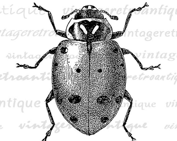 Digital Printable Ladybug Graphic Illustration Ladybug Digital Image Insect Bug Art Download Vintage Clip Art Jpg Png Eps HQ 300dpi No.3793