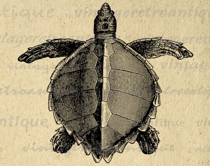 Printable Digital Loggerhead Sea Turtle Image Download Graphic Illustration Antique Clip Art Jpg Png Eps HQ 300dpi No.2697
