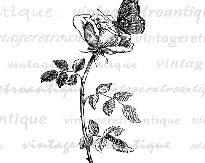 Printable Butterfly and Flower Graphic Download Antique Image Digital Jpg Png Eps HQ 300dpi No.264