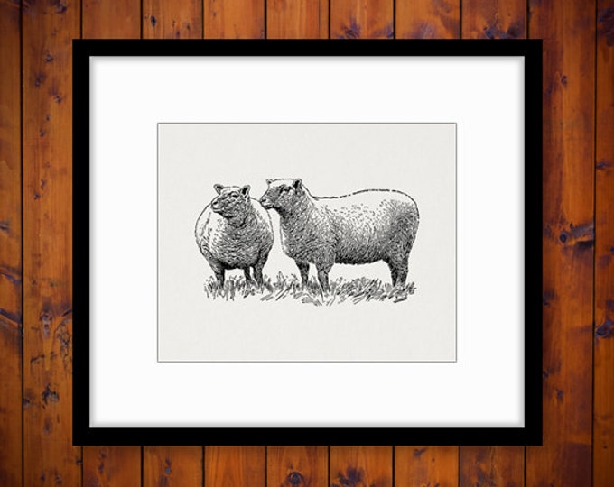 Digital Printable Two Southdown Sheep Graphic Illustration Image Download Vintage Clip Art Jpg Png Eps HQ 300dpi No.3159