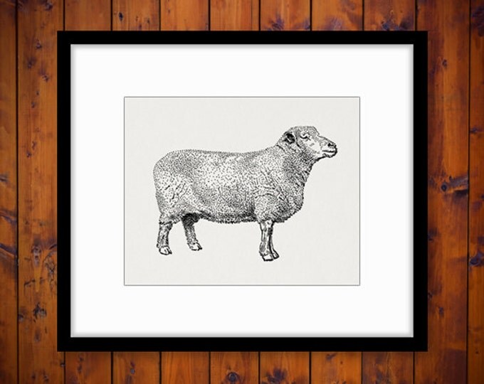 Printable Southdown Sheep Digital Image Illustration Download Graphic Vintage Clip Art Jpg Png Eps HQ 300dpi No.3262