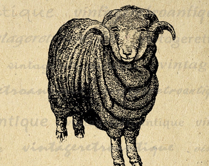 Printable Graphic Merino Sheep Digital Download Image Antique Clip Art Jpg Png Eps HQ 300dpi No.612