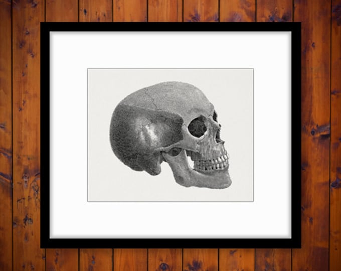 Skull Digital Image Printable Download Illustration Graphic Artwork Vintage Clip Art Jpg Png Eps HQ 300dpi No.2187