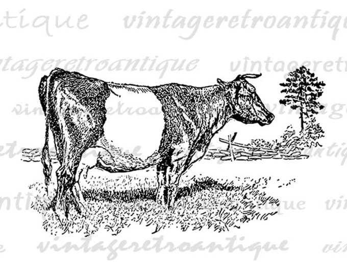 Printable Image Dutch Belted Cow Graphic Animal Download Illustration Digital Antique Clip Art Jpg Png Eps HQ 300dpi No.3550