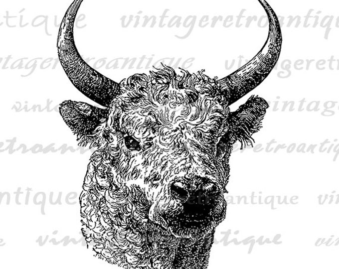 Printable Graphic Bull Digital Download Cow Image Artwork Vintage Clip Art Jpg Png Eps HQ 300dpi No.4156