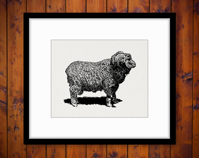 Digital Graphic Merino Sheep Image Illustration Printable Download Vintage Clip Art Jpg Png Eps HQ 300dpi No.3143