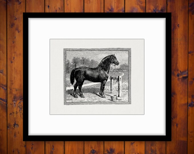 Printable Antique Horse Graphic Image Digital Farm Animal Download Vintage Clip Art Jpg Png Eps HQ 300dpi No.696