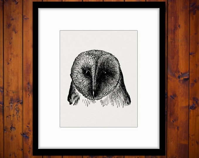 Barn Owl Digital Printable Download Image Owl Illustration Graphic Vintage Clip Art Jpg Png Eps HQ 300dpi No.2705