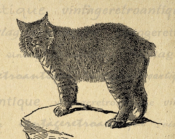 Printable Digital Canada Lynx Cat Download Graphic Image Vintage Clip Art Jpg Png Eps HQ 300dpi No.3183