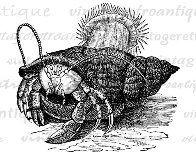 Hermit Crab Printable Digital Image Ocean Graphic Sea Download Antique Clip Art Jpg Png Eps HQ 300dpi No.090