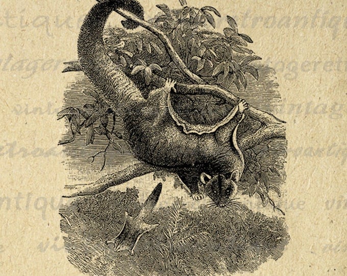 Sugar Glider Flying Squirrel Image Digital Printable Download Antique Illustration Graphic Vintage Clip Art Jpg Png HQ 300dpi No.2766