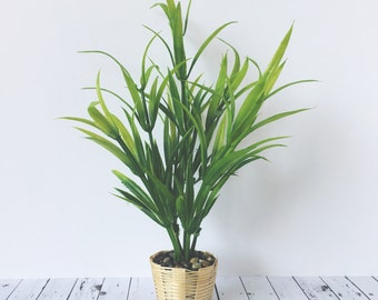 Dollhouse Plant