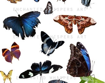 butterfly overlays, Instant download, butterfly PNG, butterfly clip art, real butterflies, digital butterflies, photography butterflies