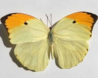 Taxidermy Butterfly // Real Butterflies // Preserved Butterfly // Loose Butterflies // Yellow Butterfly