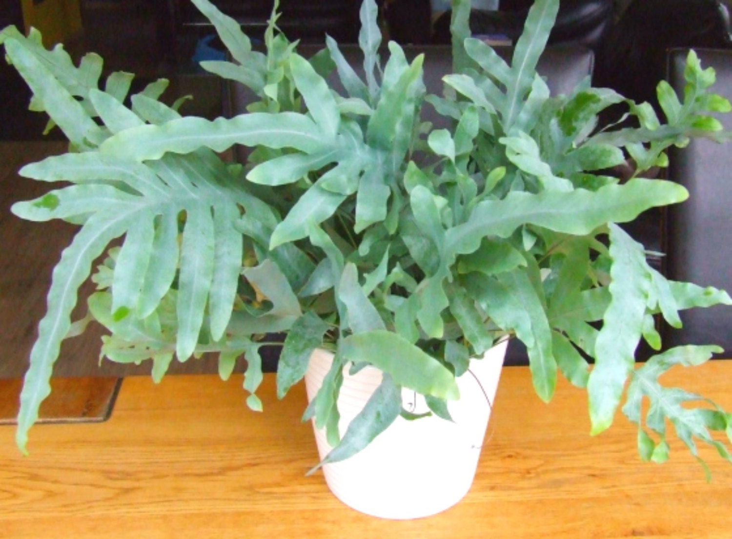 Blue Star Fern Plebodium Aureum 4 Pot Basket Speices Ferns   Il Fullxfull.1181826115 Rl43 