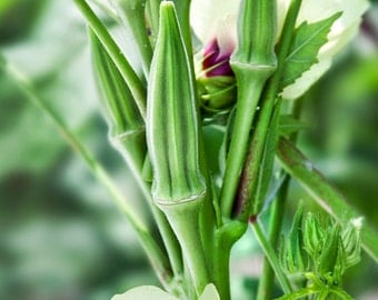 Clemson Spineless Okra Seeds, Okra Seeds, Non GMO Garden seeds