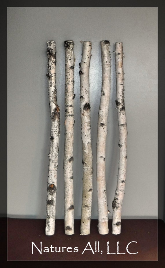 Decorative White Birch/White Birch Sticks 5 PC/3 by NaturesAllLLC