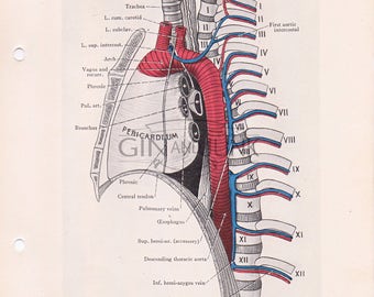 Lung diagram | Etsy