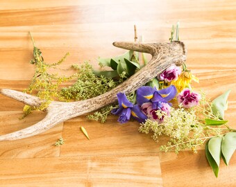 Deer Antler, DA28, Naturally Shed Real Antler, Stag, Home Decor, Wedding, Rustic, Boho, Bohemian, Taxidermy
