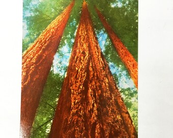 Vintage Redwoods Postcard. Unused. Authentic postcard from 1950s. Muir Woods, California. Kodachrome. Color Card. Zan Stark