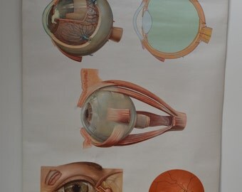 Deutsches Hygiene Museum Anatomical Eye Poster