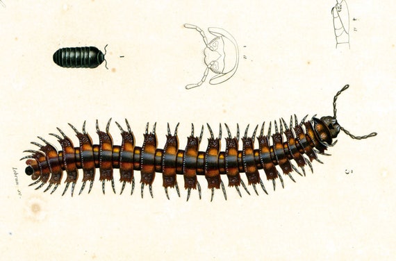 1861 Scolopendra morsitans Glomeris marginata Millepedes
